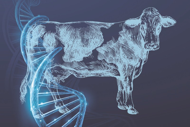 Recrutamento e Seleção para Genética Animal