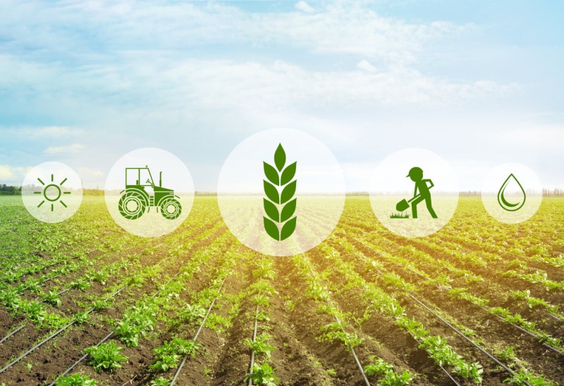 Seleção de Analista De Dados para o Agronegócio