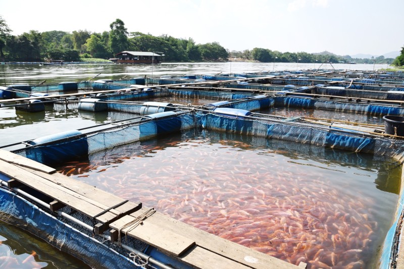 Recrutamento e Seleção para Piscicultura e Aquicultura