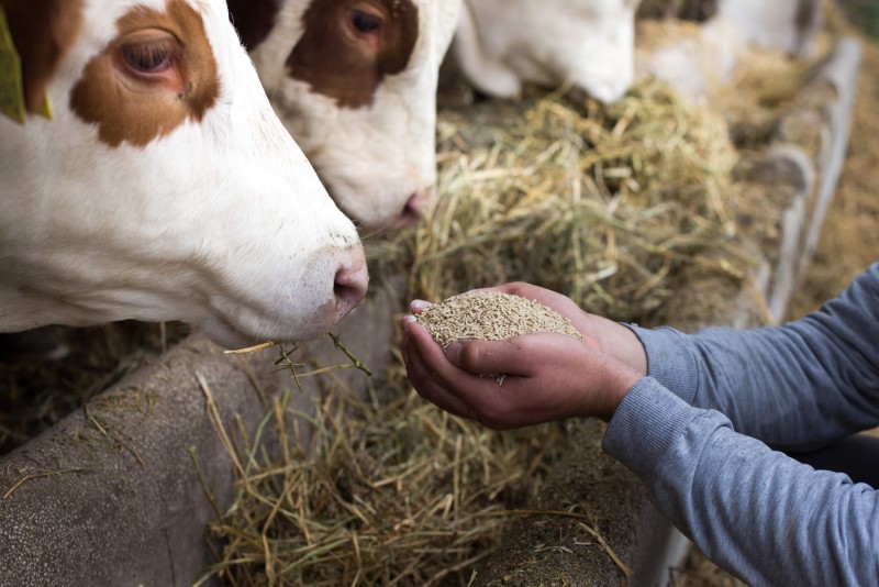 Consultoria de Recrutamento para Nutrição Animal