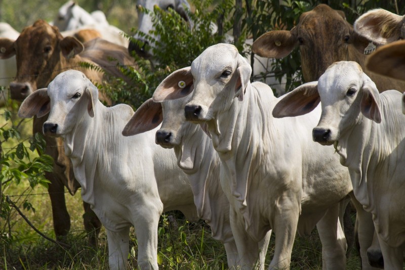 Recrutamento e Seleção para Pecuária (Produção Animal)